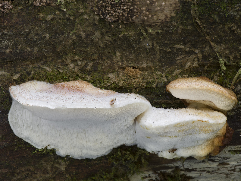 Oligoporus fragilis